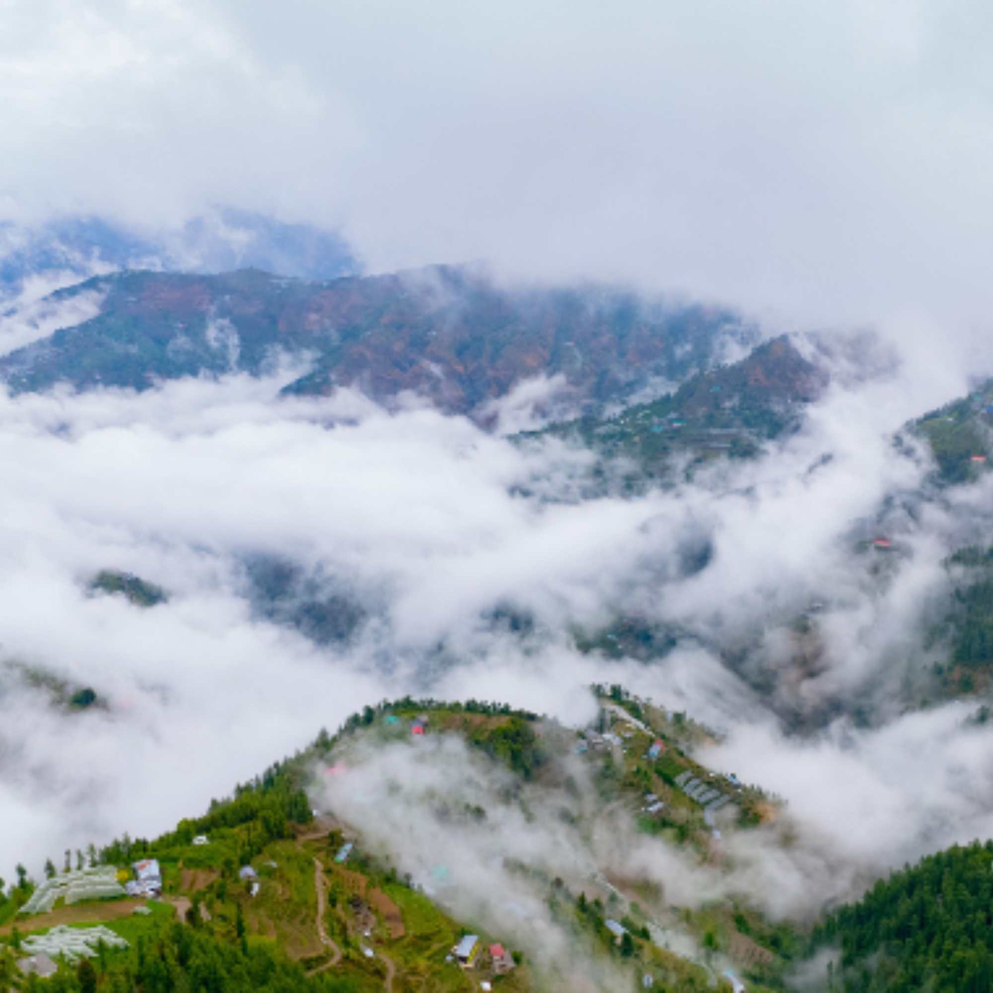 Forest view from Green Valley with mountain backdrop