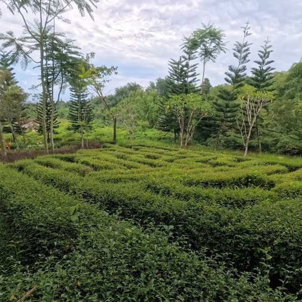 Dharamshala Tea Gardens.jpg